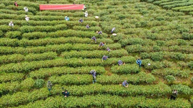 韶关仁化2.5万亩茶山“抢鲜”开采,茶叶飘香促振兴