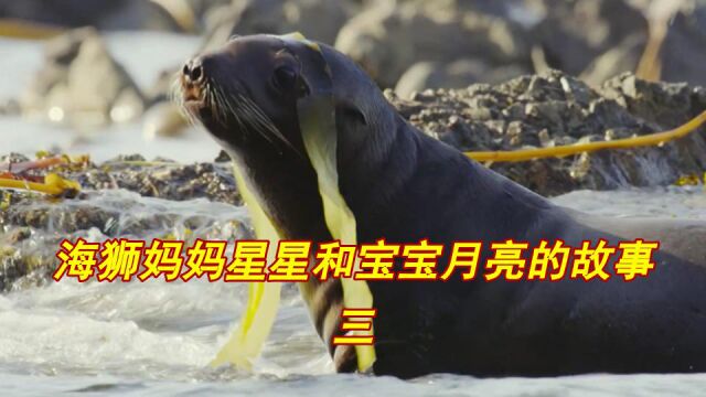 海狮妈妈星星和宝宝月亮的故事三