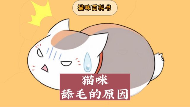 猫咪为什么爱舔毛,你知道吗?