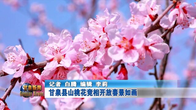 甘泉县:山桃花竞相开放 春景如画