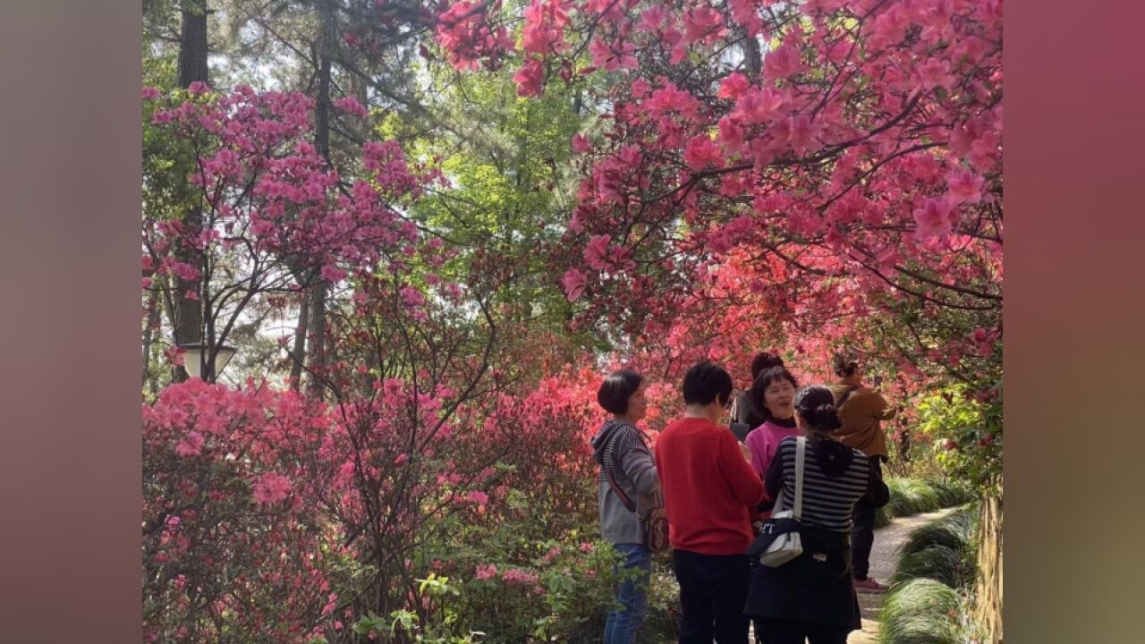 从少女到阿姨都爱的杜鹃花盛放 和潮新闻一起赏花识花!