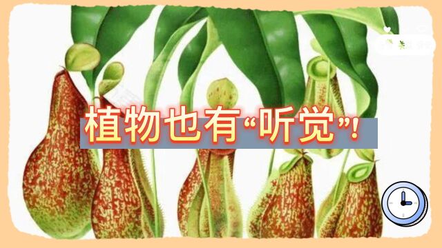 植物也有“听觉”!