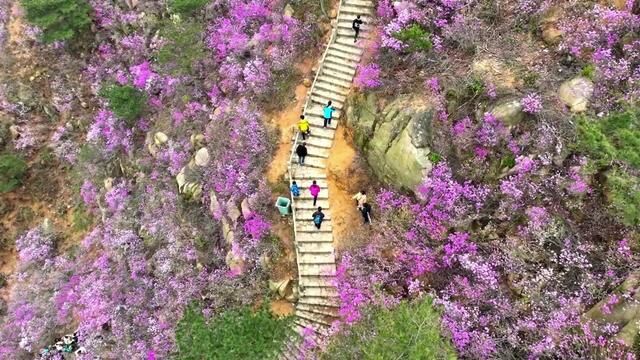 人间最美四月天,青岛西海岸新区大珠山景区万亩杜鹃花竞相绽放,漫山遍野姹紫嫣红…#到大珠山赴一场杜鹃之约 #山东的各种花已经开好了