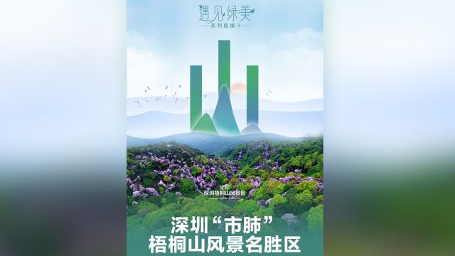 走进深圳“市肺”——梧桐山风景区 在青山之间遇见绿美