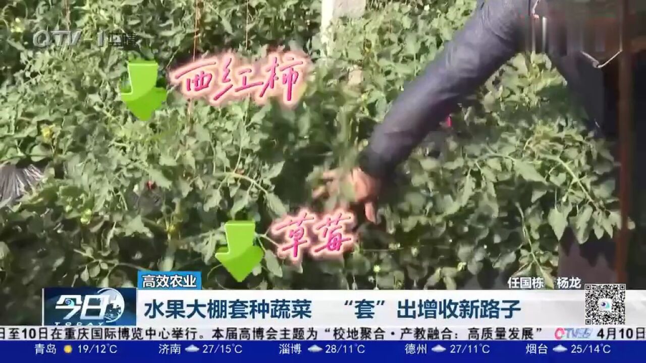 平度市:水果大棚套种蔬菜,“套”出增收新路子