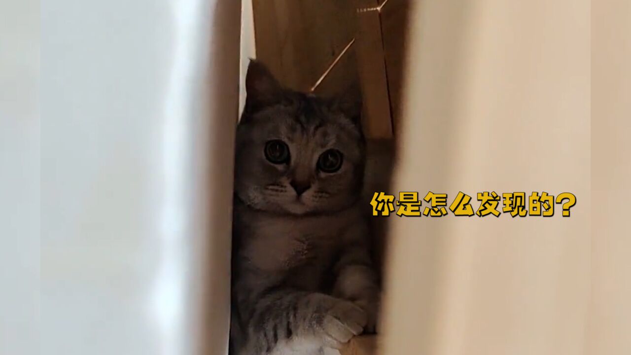 主人和小猫咪玩“躲猫猫”游戏,被找到这一幕简直太萌了