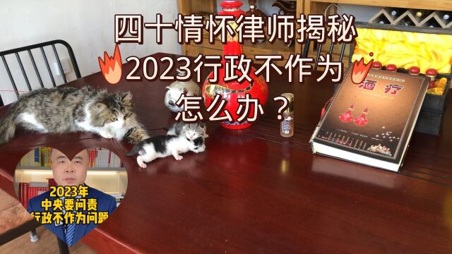 四十情怀律师揭秘:2023行政不作为,怎么办?