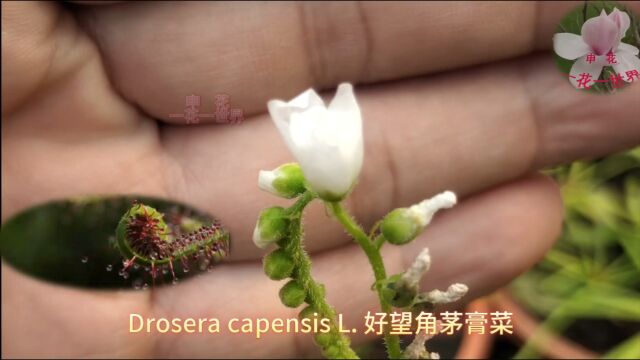 Drosera capensis L. 好望角茅膏菜