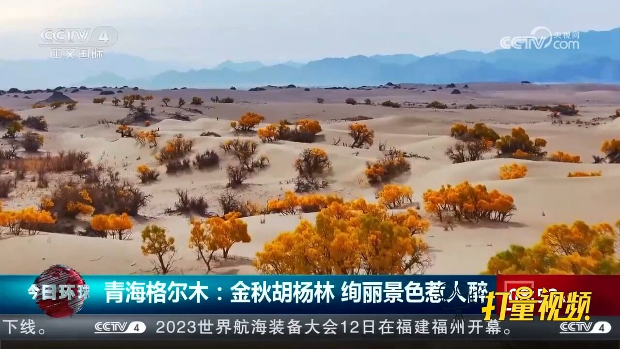 与沙漠、雪山同框!金秋时节的胡杨林有多绝