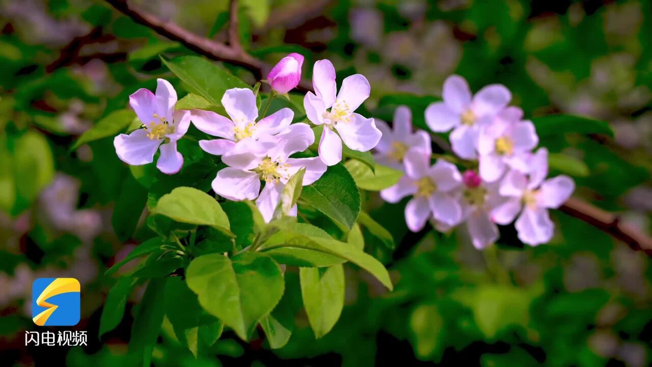 春暖花开姹紫嫣红 德州减河湿地各色海棠竞相怒放