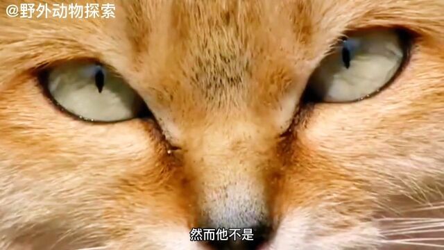 一种只属于沙漠中的猫,外表可爱但性情凶残,几乎不可能训化动物沙漠动物沙猫野生动物零距离