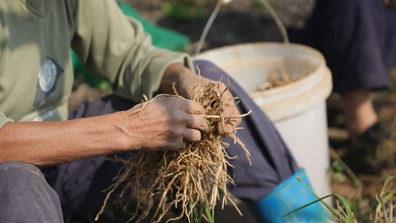 三湘里的丰收季丨临澧久丰村:林下白芨采收忙 药材种植“丰”景好