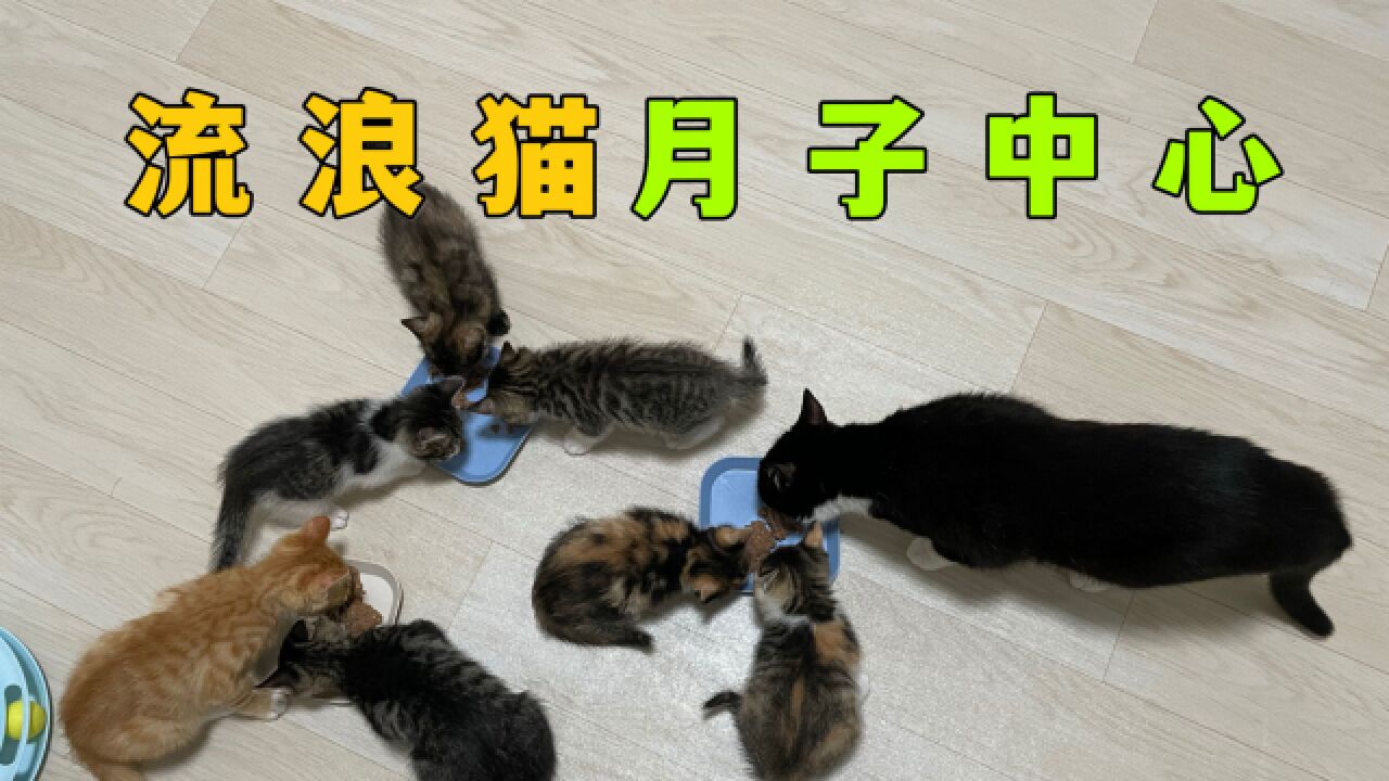 你好,这里是流浪猫月子中心!