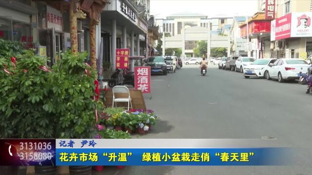 花卉市场“升温” 绿植小盆栽走俏“春天里”