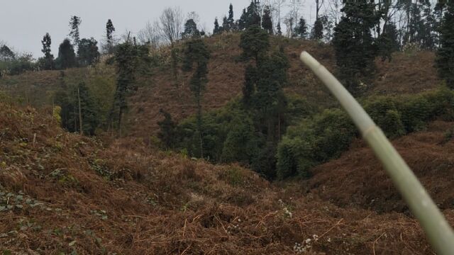 山河四川分析地形“眉女晒羞”水口紧锁,娥媚一案胜千山