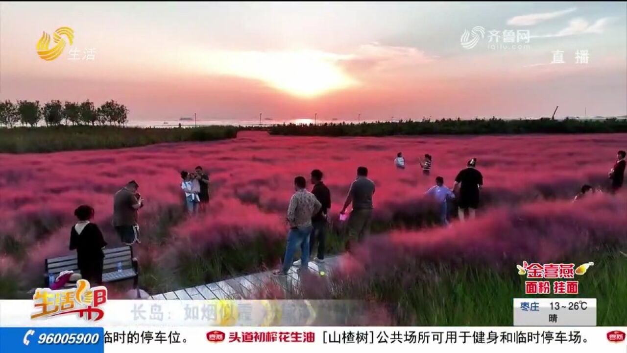 美到窒息!长岛开启粉黛海岸模式,大片粉黛乱子草绽放如烟似霞