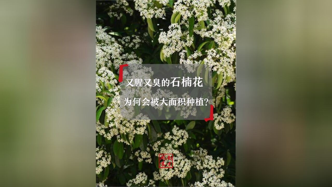 南方多省种植,“臭”上热搜的石楠花怎么成为了城市绿化的“性价比之王”?丨硬核唠科