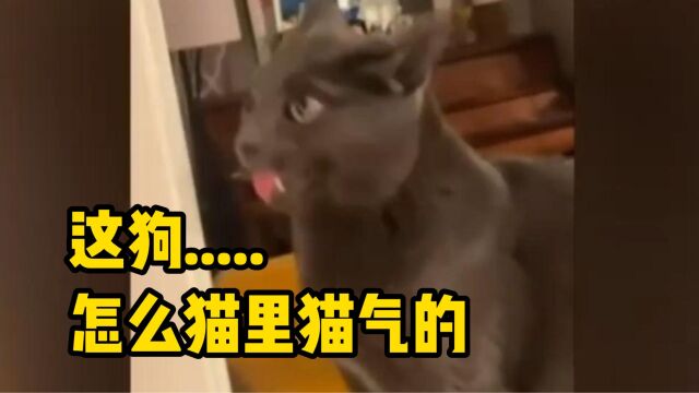 这狗.....怎么猫里猫气的!