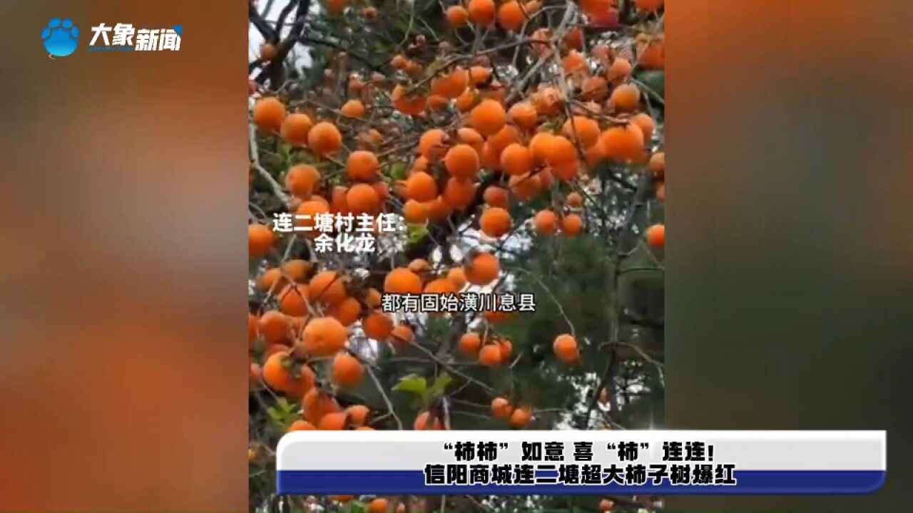 “柿柿”如意 喜“柿”连连!信阳商城连二塘超大柿子树爆红