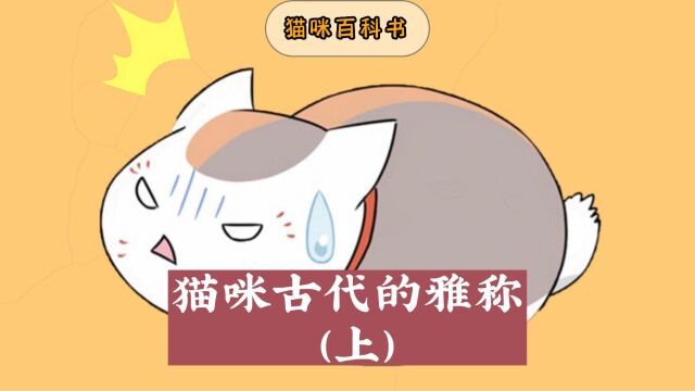 猫咪在古代是有雅称的,你知道多少呢?