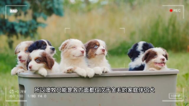 澳洲牧羊犬澳牧边牧傻傻分不清楚?一篇视频了解真正澳牧#宠物知识#狗