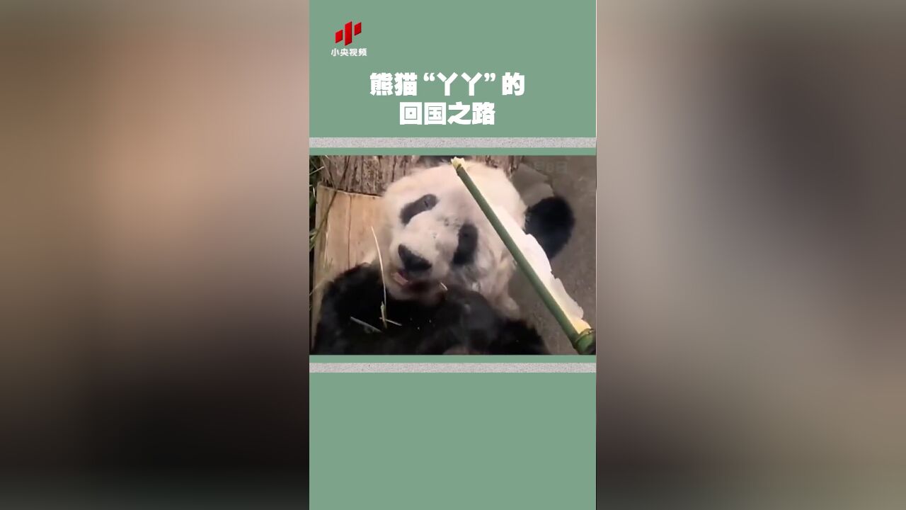 大熊猫“丫丫”的回国之路