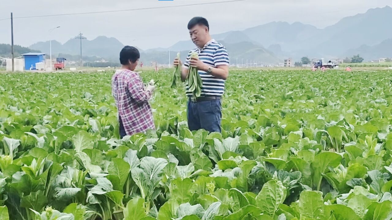 媒眼睇粤企|东莞合福稻为山货出山,走进千家万户助农增收