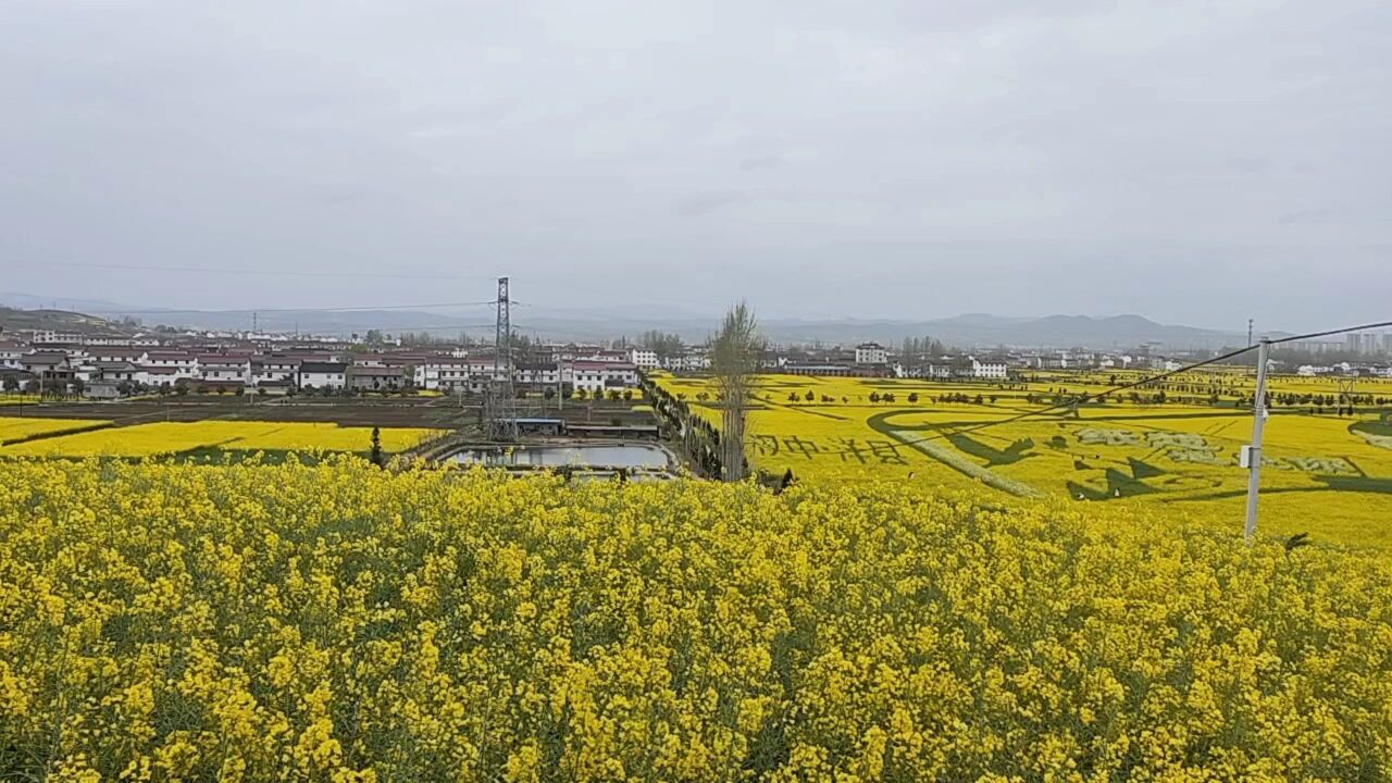 汉中洋县油菜花太美了,春天一定要来看看