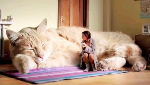 世界上体型最大的的十种野猫