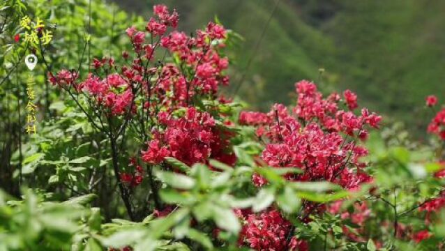 城步:千亩杜鹃开,山青花欲燃