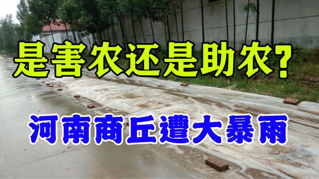 河南商丘突遭暴雨,目前庄稼是情况如何?是益农还是害农?看看吧