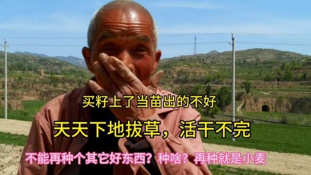 农民大哥种柴胡地里不见苗,买种籽上了当,草比苗多从不放弃