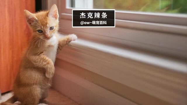 杰克辣条#猫咪