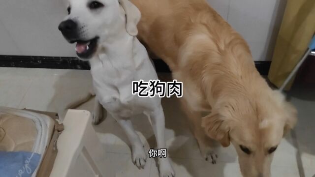 你吃过狗肉吗?快来尝尝狗肉的滋味吧!