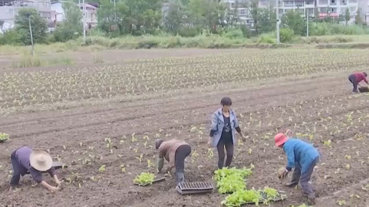 农业农村部,四方面发力,巩固农民收入增长好形势