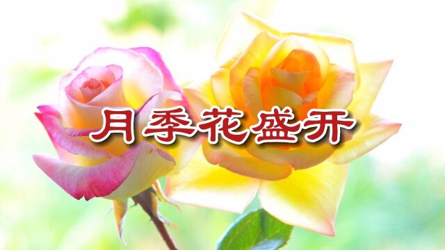 月季花盛开