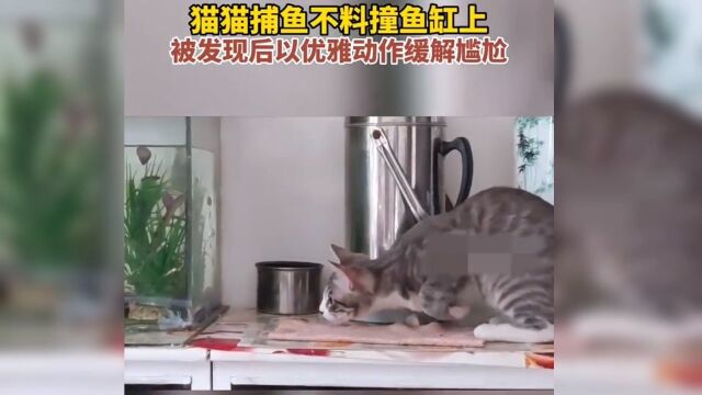 这只猫捕鱼懂得化解尴尬