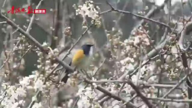 鸟中“蓝宝石”红胁蓝尾鸲现身祁连山国家公园