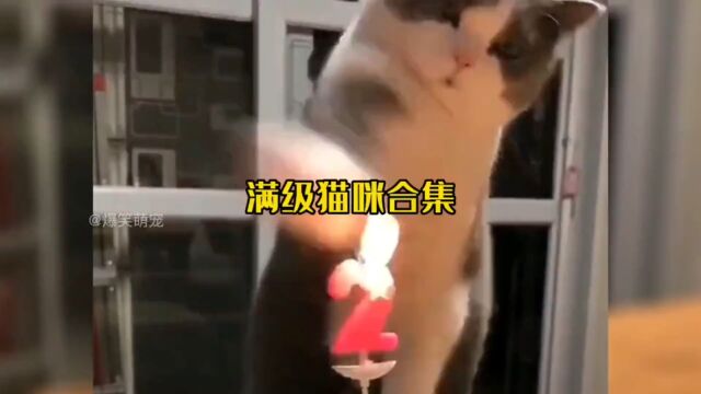 满级猫咪,最后一个会飞