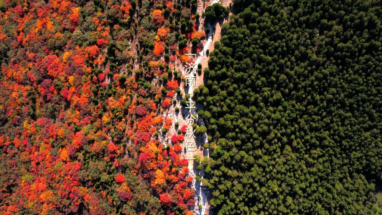 诗画山东|半山苍翠半山红 济南蝎子山再现“平分秋色”