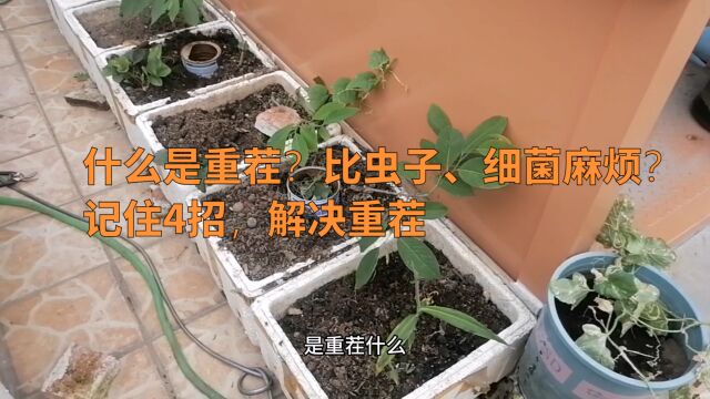 什么是重茬?为什么说比虫子、细菌麻烦?记住4招,解决重茬