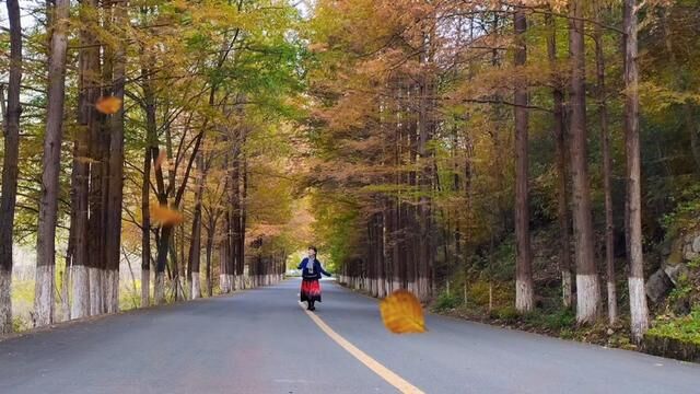 #秋意浓 留坝县最美乡村公路风景