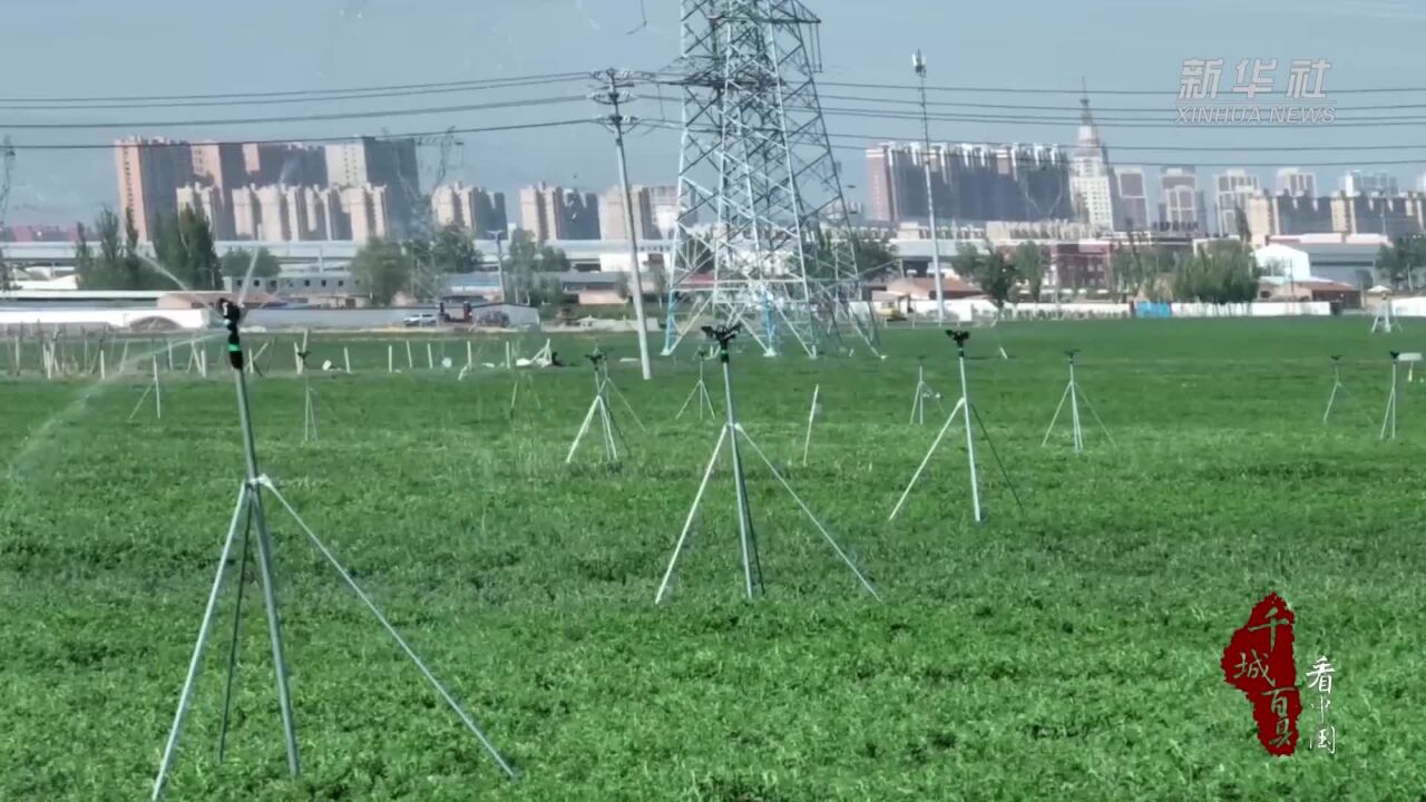 千城百县看中国|内蒙古土默特左旗:从一棵草到一杯奶 草长茂盛奶业兴