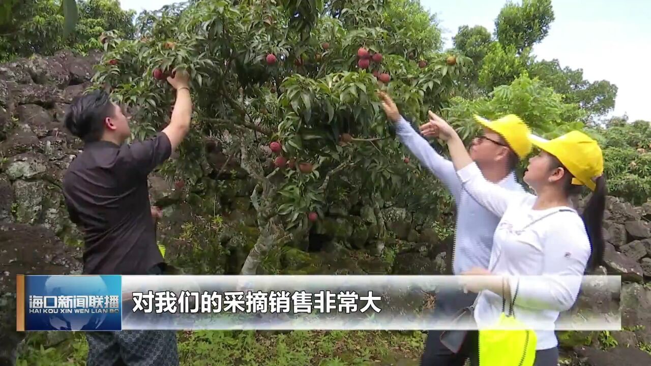 海口:持续做强做优火山荔枝特色产业