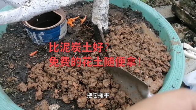 比泥炭土好?免费的花土随便拿!能杀菌,防烂根还催花催果