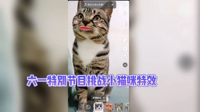 狸花猫日常,小猫咪的六一换装节目