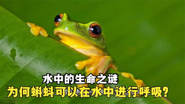 水中的生命之谜,为何蝌蚪可以在水中进行呼吸?