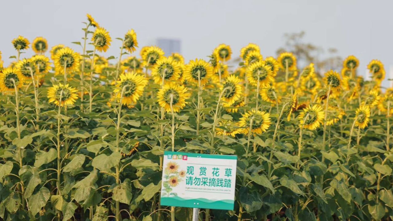 来自炎炎夏日的浪漫,广州塔下的向日葵盛开