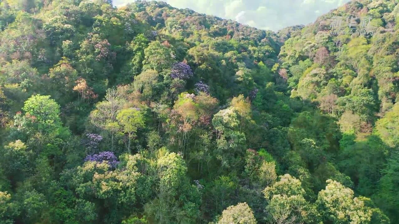 夏日繁花迎风开 绿美大围山入画来