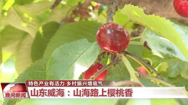 山东威海:山海路上樱桃香